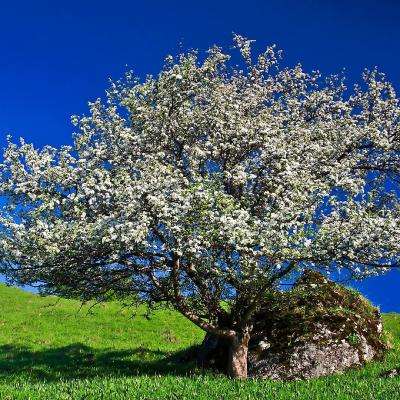 单机的打鱼游戏